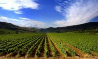 IEC Conference – EU to adopt GM crops