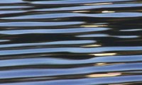 Bird flu can survive 150 days in water