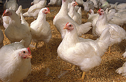 Gentler laying hens that still produce eggs to industry standard