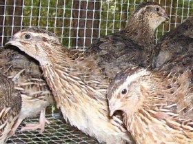 UAE quail producer set for expansion and exports