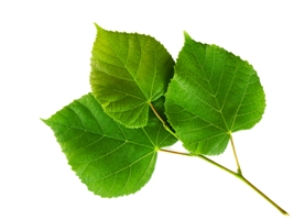 Beat bacteria with organic acids, plant extracts