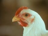 15th Orffa Symposium: poultry problems