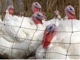 Avian bacterium pathogenic in poultry