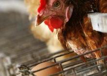 Breeding gentler layers, maintain production