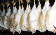 EU changes stunning, slaughter methods