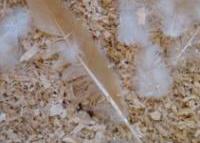 Chicken feathers put to use – hydrogen storage