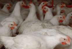 Foster Farms cuts contracted growers