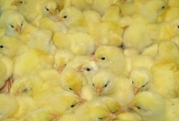 Petersime supplies new hatchery in Saudi Arabia