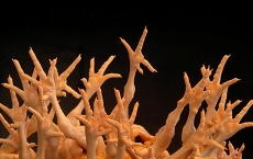 US may lose Chinese market for chicken feet