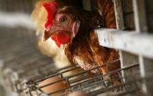 Hen study: Omega-3 to avoid broken bones