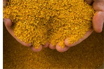 S. Arabia eyeing US DDGS for poultry feed