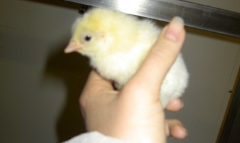 UK: £100 mln boost for animal health research
