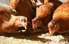 US: Food safety bill, no antibiotics rules