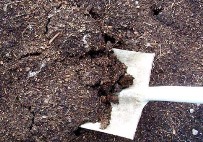 Antibiotic-resistant bacteria persist in chicken manure