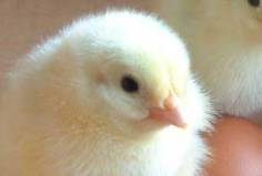 SA poultry breeder accused of large-scale cruelty