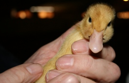 A lesson in duck from Cherry Valley