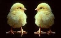 CAST examines cloned and transgenic animals