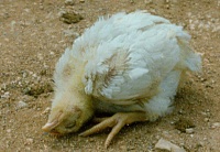 Indian Prof develops Newcastle disease vaccine