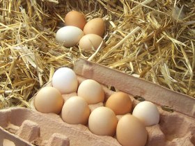 Free-range doubts prompt Aus accreditation system