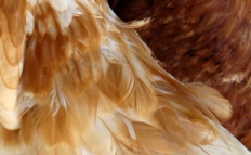 From chicken feathers to flower pots