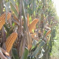 Edible maize vaccine prevents Newcastle disease
