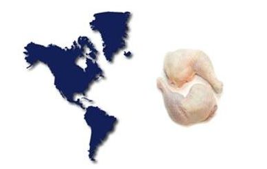 Brazil Foods aims to expand in the US