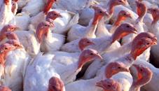 US: Turkeys raised down 8%