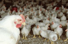 EFSA: Genetic selection and broiler welfare