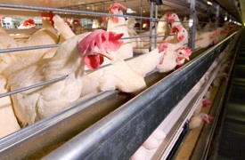 Germany feels impact of cage ban