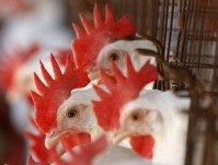 EU cage ban imminent