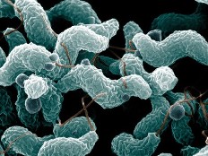 NZ aims to combat campylobacter in broilers