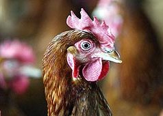 Code of Practice for Salmonella control
