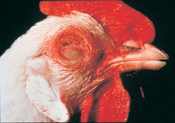 Sweden reports Newcastle Disease outbreak
