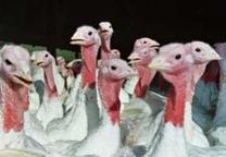 Soy protein concentrate in turkey diets