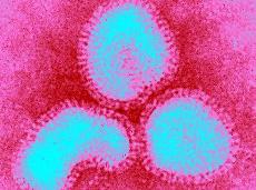 Research: Why bird flu has not caused a pandemic