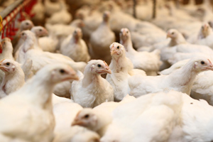 Fatty acids in chicken feed reduces diarrhoea in humans
