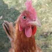 New handbook helps Latin America and the Caribbean prevent bird flu