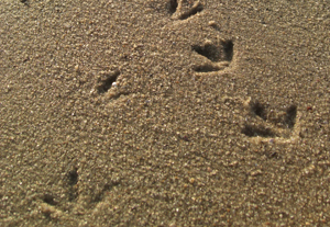 Broilers prefer sand as litter type