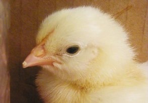 USDA revises Veterinary Accreditation Program