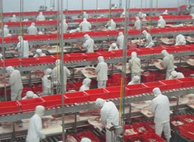 Mega chicken-raising project starts up in Henan