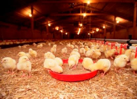 EU authorises heat stable enzymes from Danisco