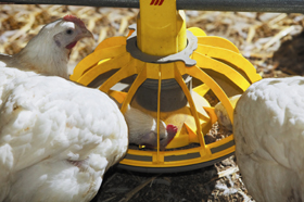 Heat stable xylanase available to EU poultry producers