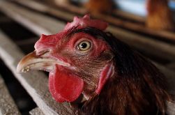 Schothorst invests in laying hen research