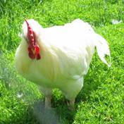 Salmonella guideline for broilers developed by FSIS