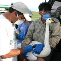 AI-fighting swans fitted with GPS backpacks