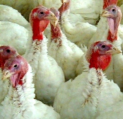 Workers filmed ‘playing baseball’ with live turkeys