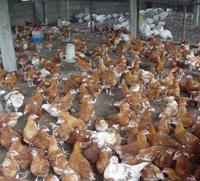 Israel to import chickens from Turkey