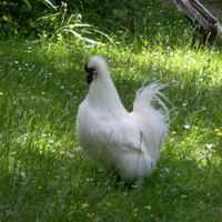 Broilers have it better in New Zealand