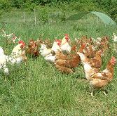 ‘Animal compassionate’ meat available soon