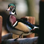 Common US birds could spread H5N1